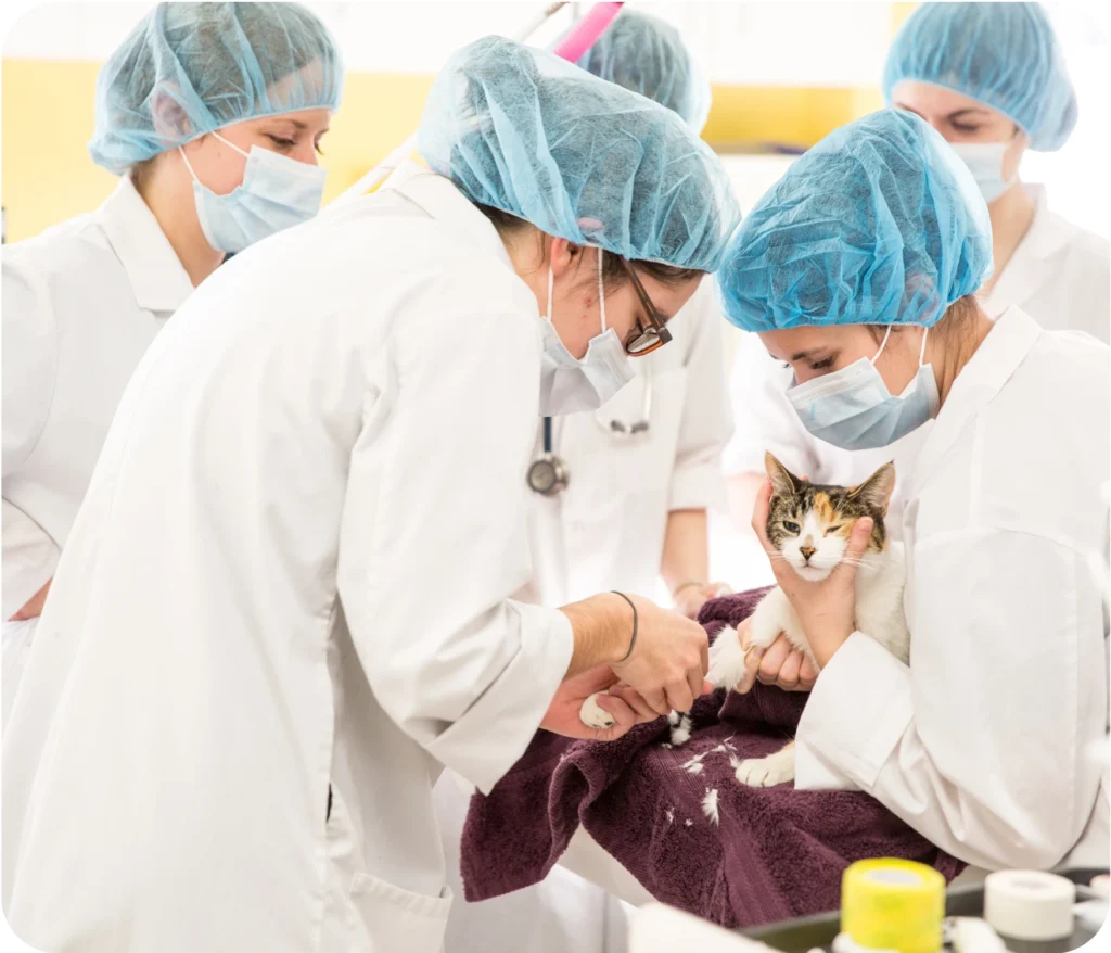 Students in the Veterinary Technician Program At Oulton College.