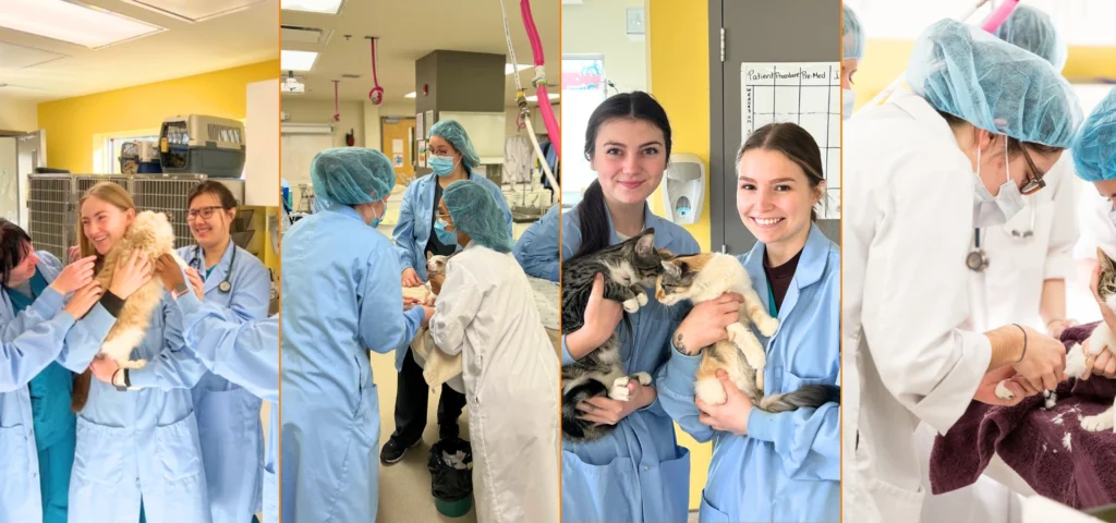 Veterinary Technician Students during a practical, with their instructors. These practical's take place in a Licensed Veterinary Clinic on-site.