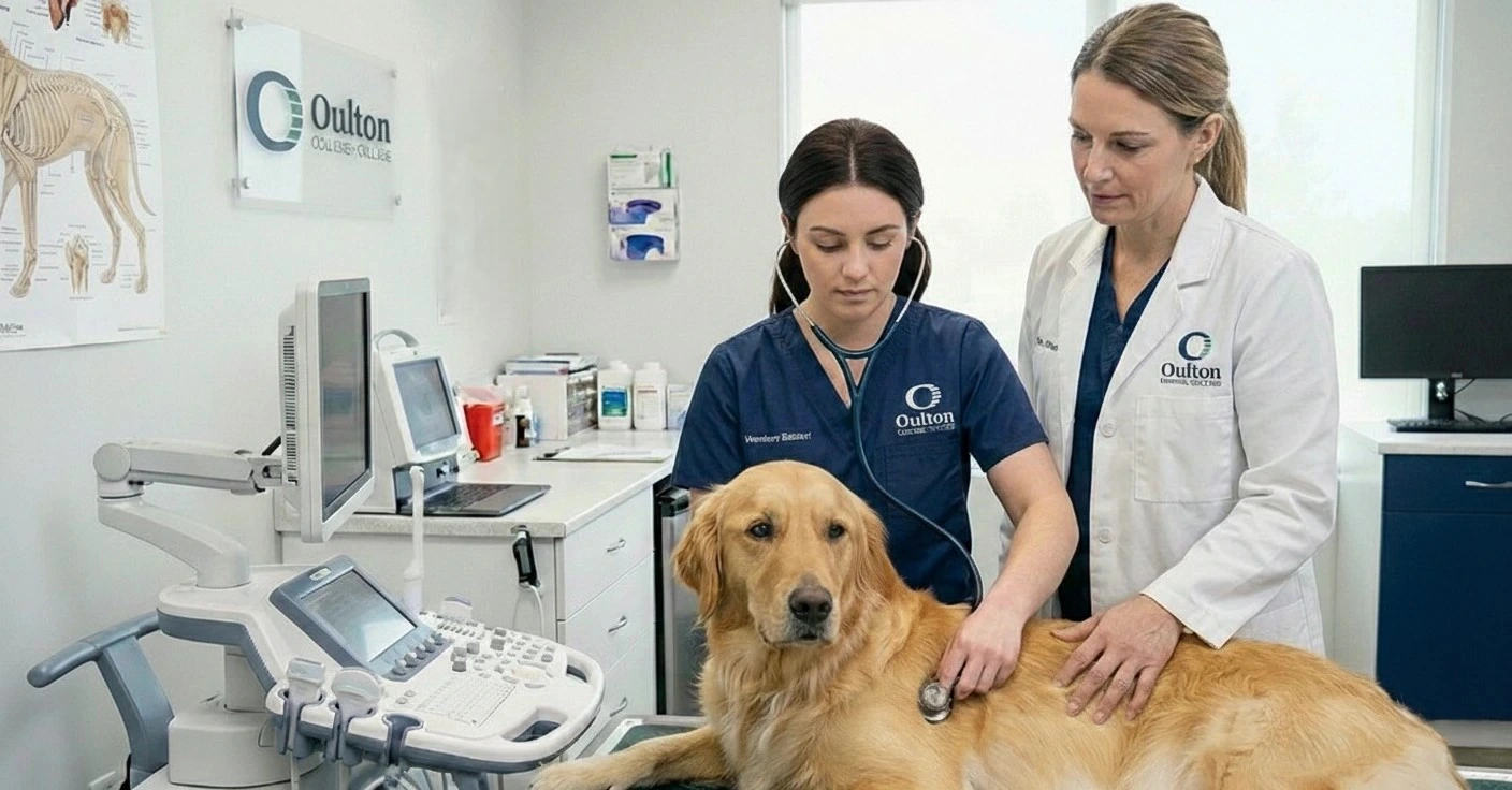 Veterinary Rvt How To Become An RVT: A Vet Tech Guide In NB