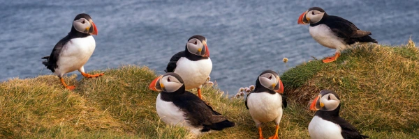 a landscape of newfoundland that is a famous landmark, with puffin birds on the shore.